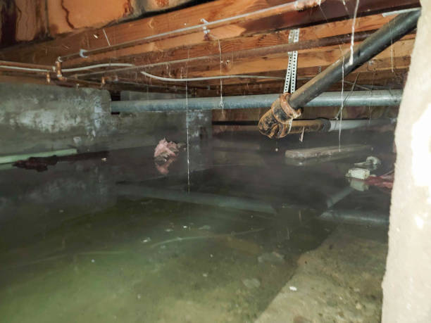Best Flood damage cleanup  in Cayce, SC